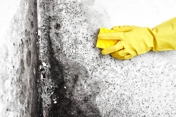 Best Residential Mold Inspection & Testing  in Mercerville, NJ