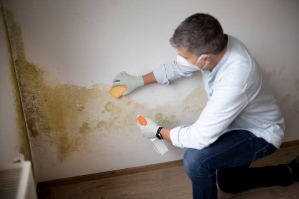 Best Environmental Consulting for Mold Prevention  in Mercerville, NJ