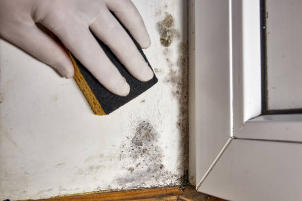 Best Emergency Mold Remediation  in Mercerville, NJ